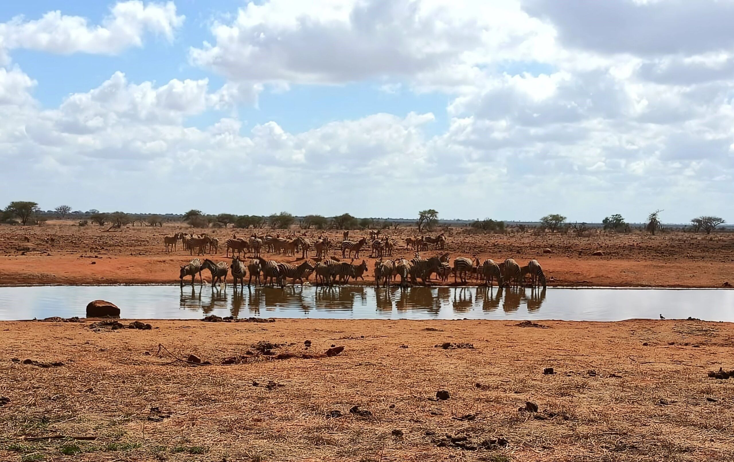 Safari in Ngutuni Wildlife Conservancy