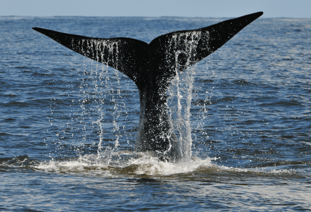 Walvissen spotten in Hermanus, Zuid-Afrika