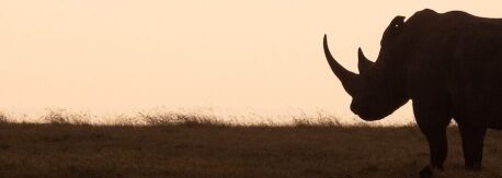 Neushoorn Ol'Pejeta Conservancy