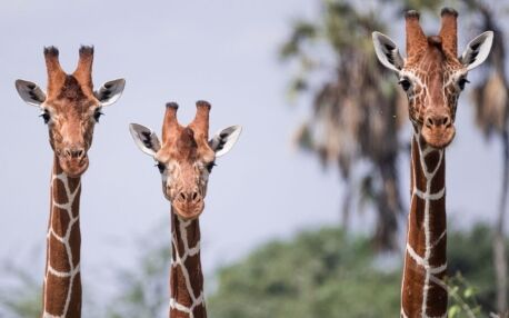 Samburu National Reserve Kenia vakantie