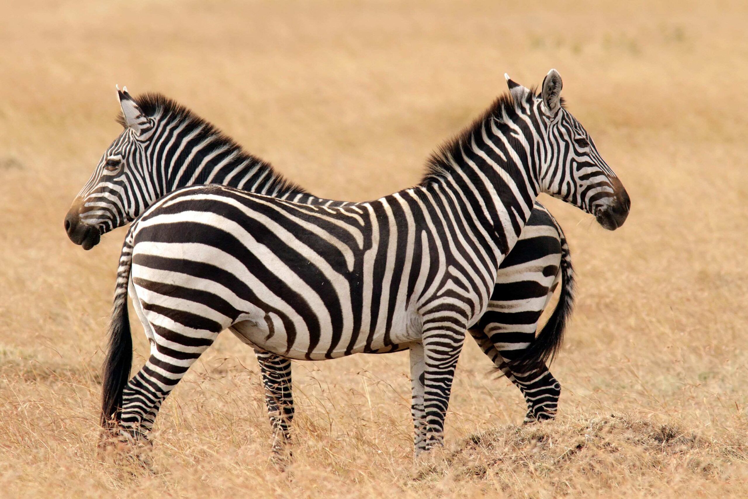 Wandelsafari bij Zebra Plains