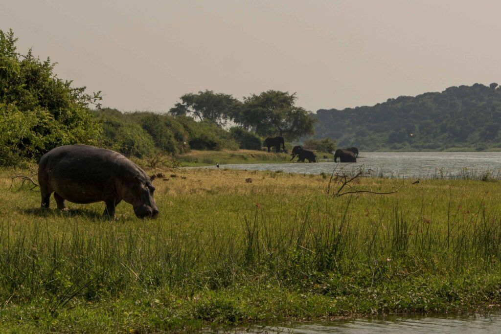 Hippo grazing in the green grass, elephants in the background