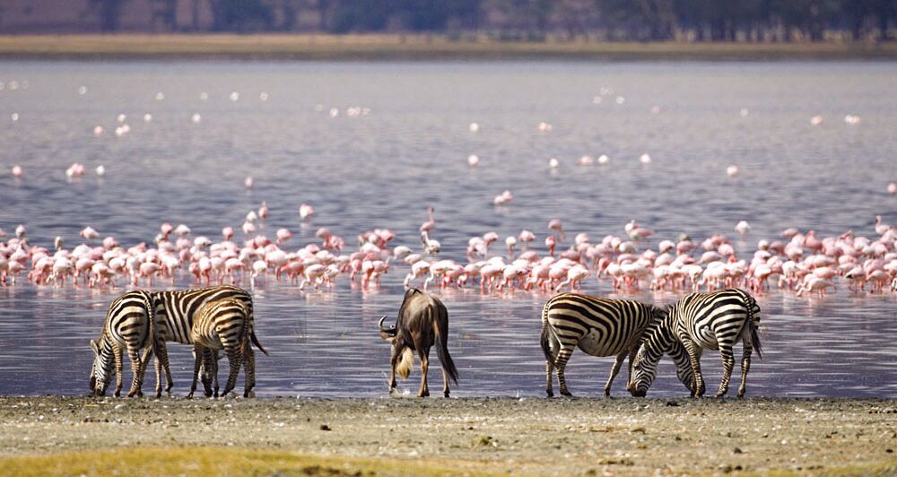 Safari Kenia