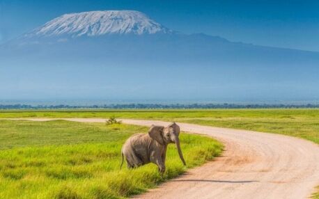 Olifantensafari Amboseli National Park