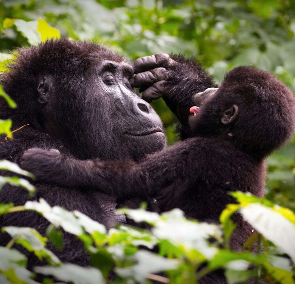 Babygorilla en moeder tijdens de gorilla trekkin gin Oeganda