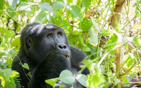 Oeganda gorilla trekking Rushaga