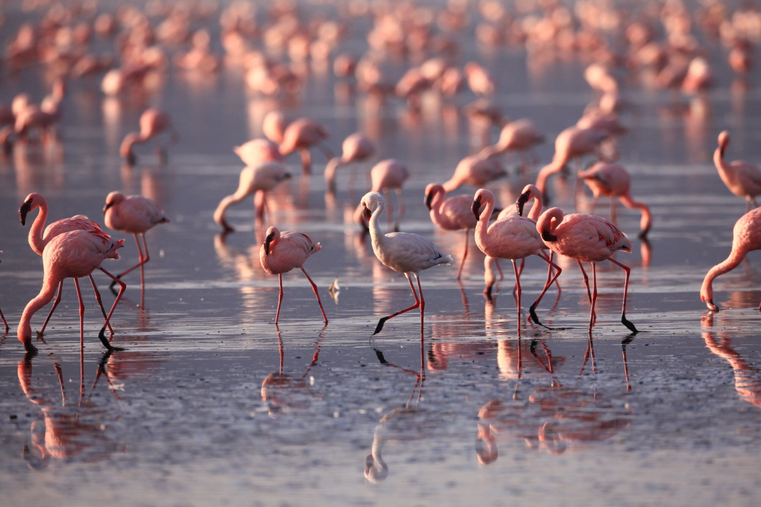 Lake Nakuru flamingo 3