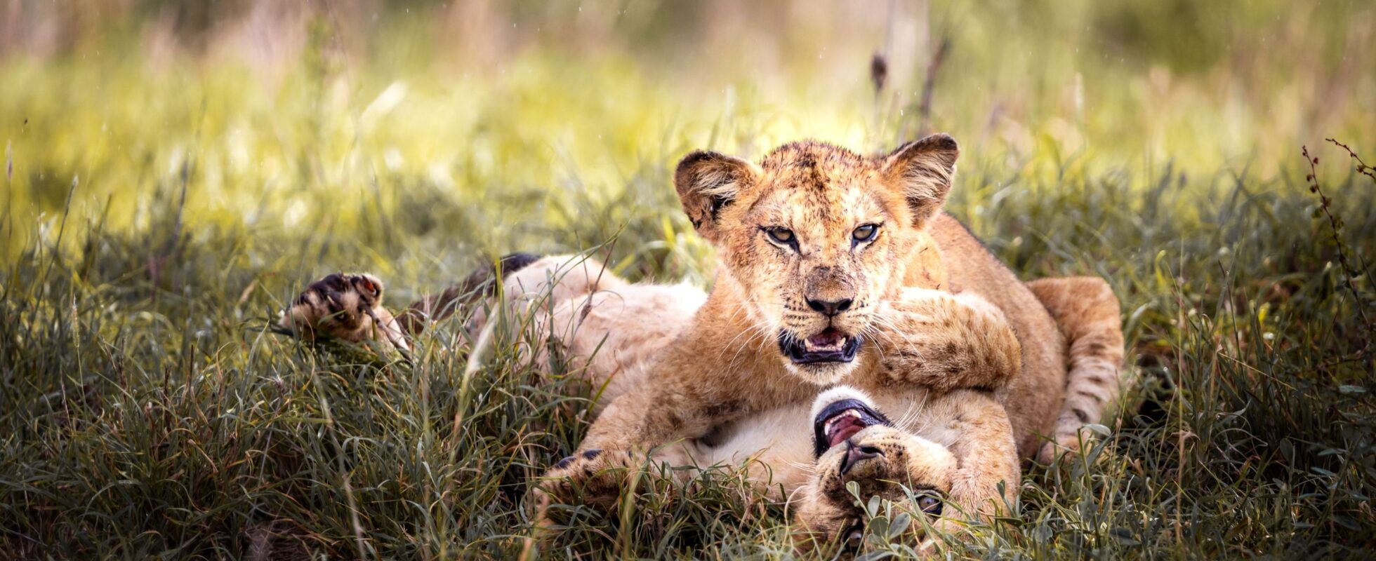 Tsavo West National Park