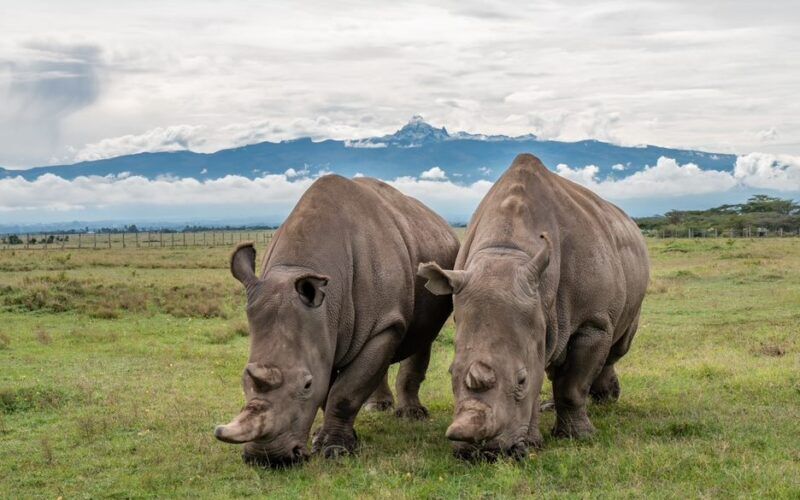 Neushoorns aan het grazen in Afrika