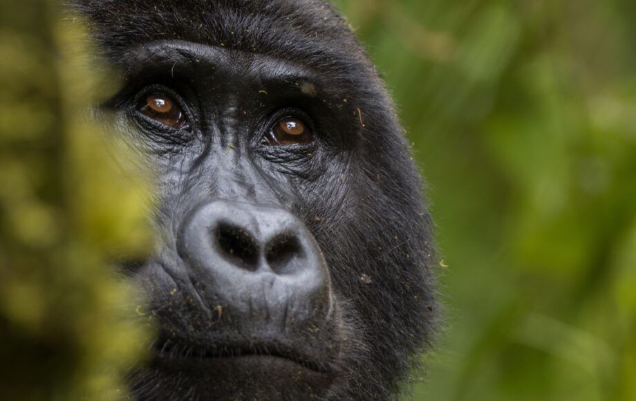 Close-up van het gezicht van een gorilla