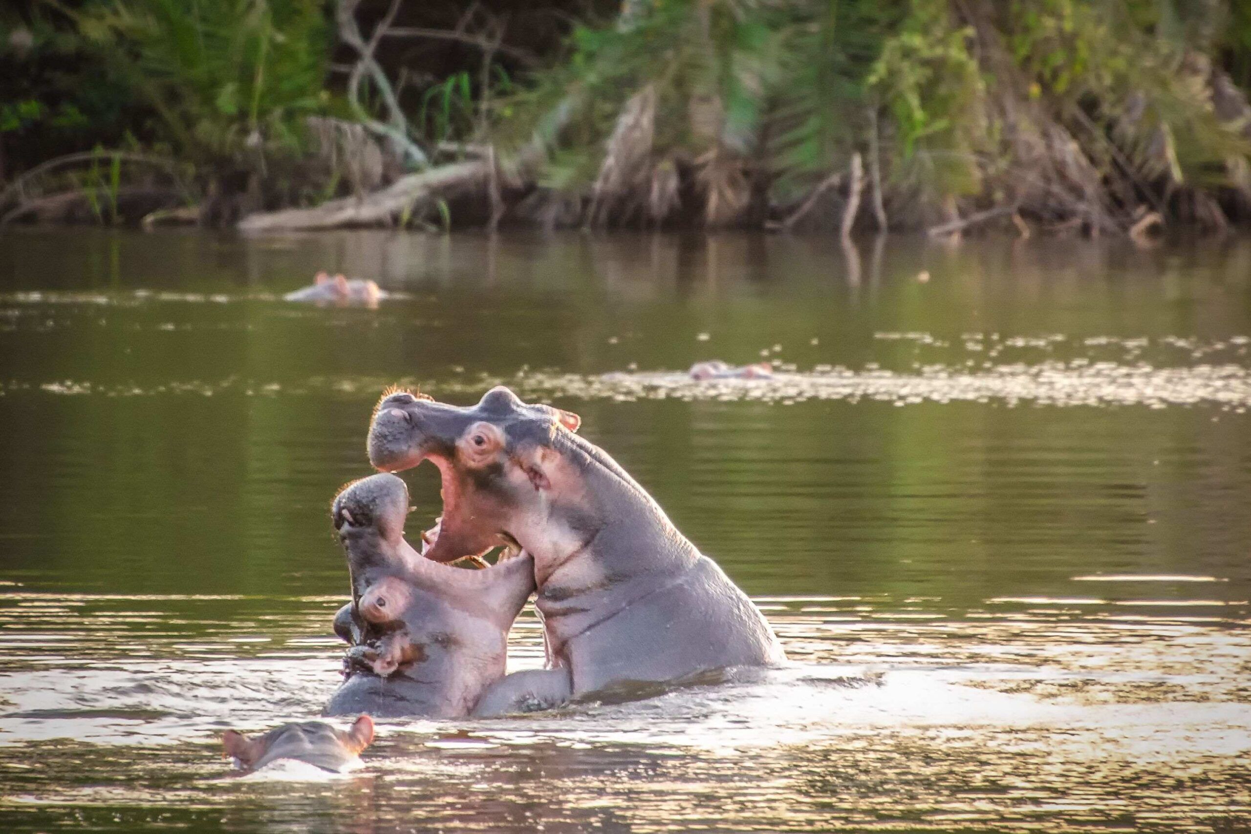 Wandelsafari in Lake Mburo National Park