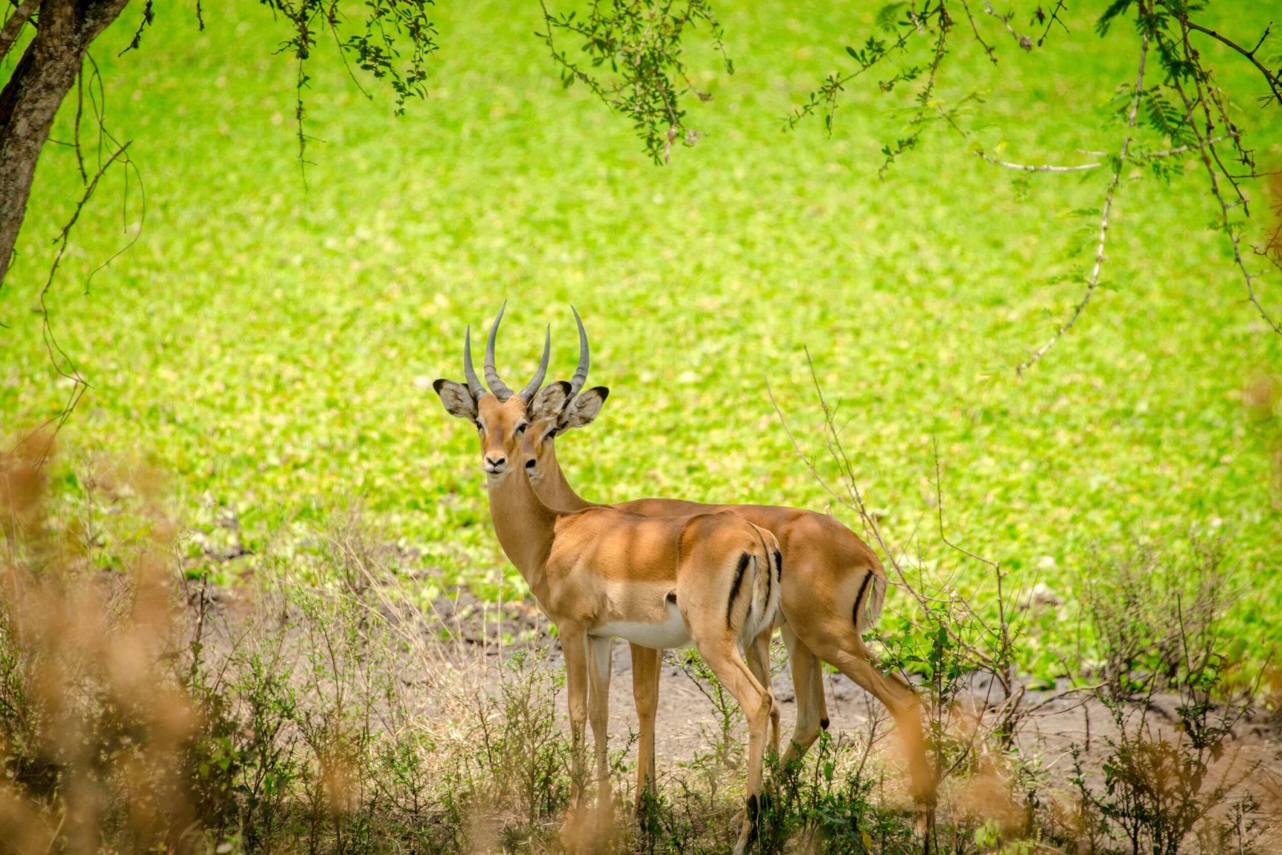 Mountainbike safari net buiten Lake Mburo National Park