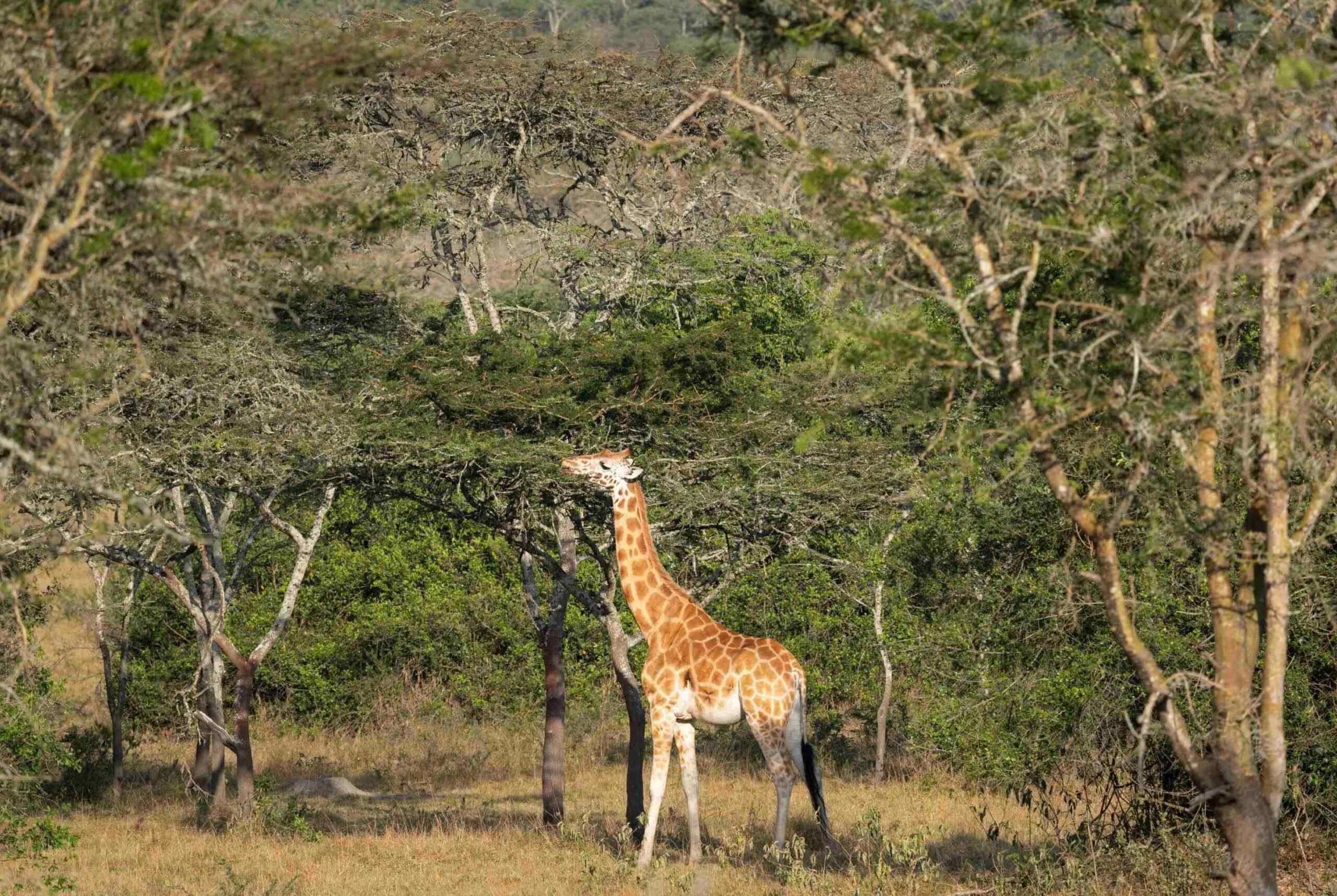 Jeep safari in Lake Mburo National Park