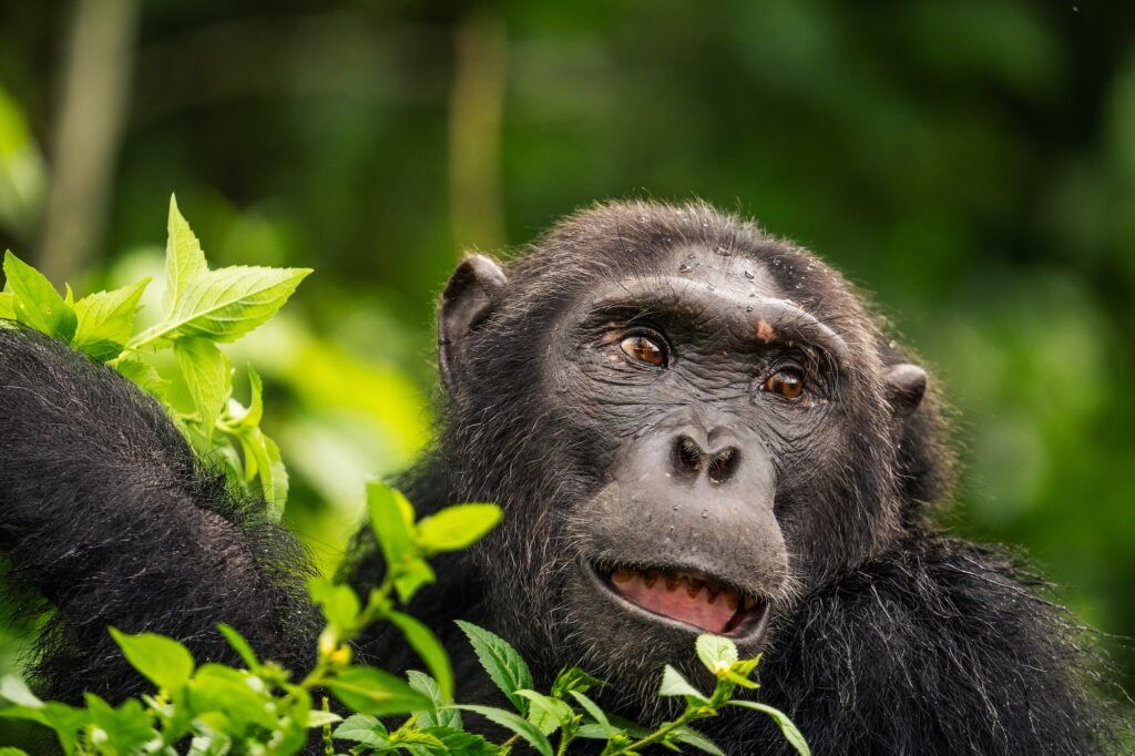 Chimpansee in Oeganda