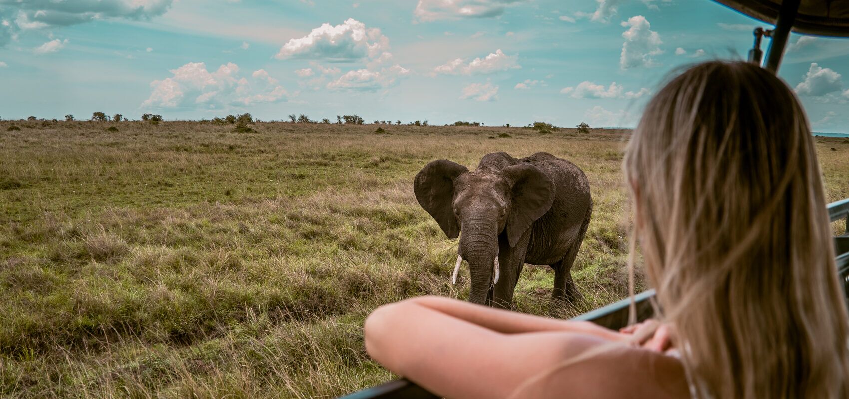 Uitzicht vanuit een jeep op de savanne met een olifant
