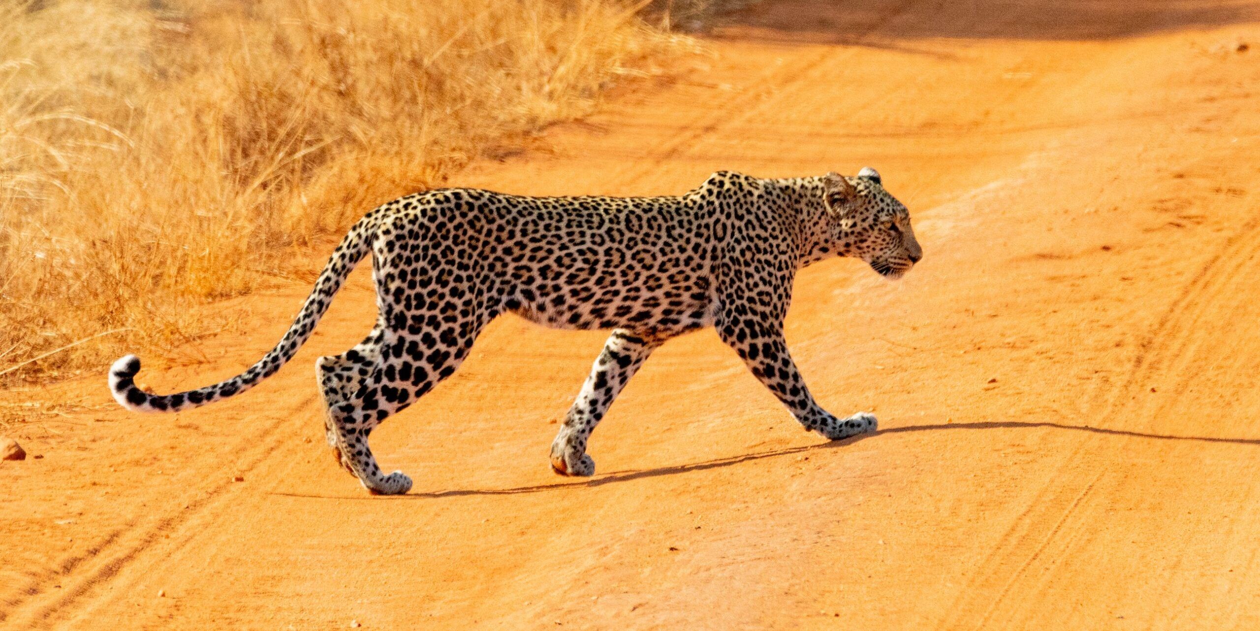 Tsavo West National Park