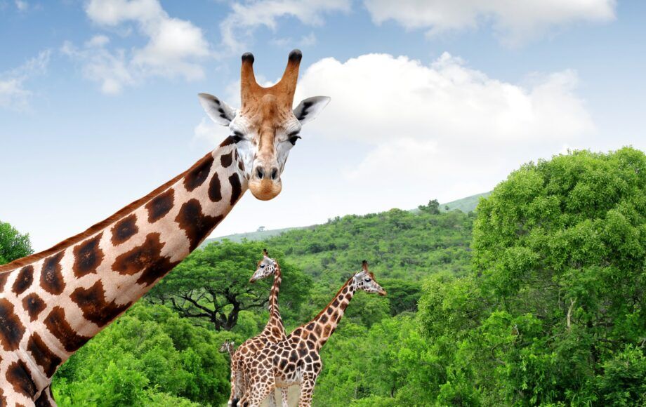 Giraffen op een weg, omgeven door groen