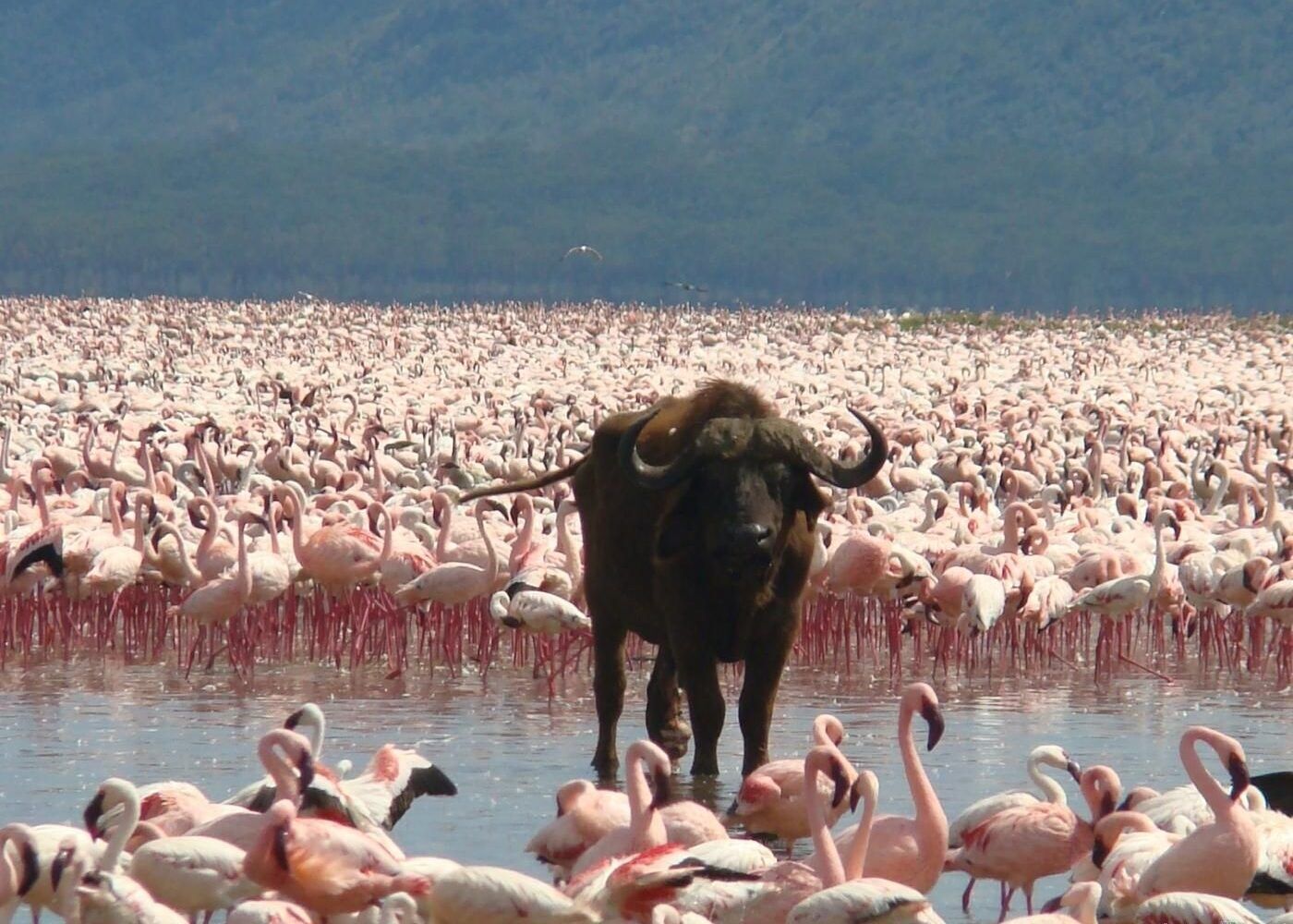Lake Nakuru