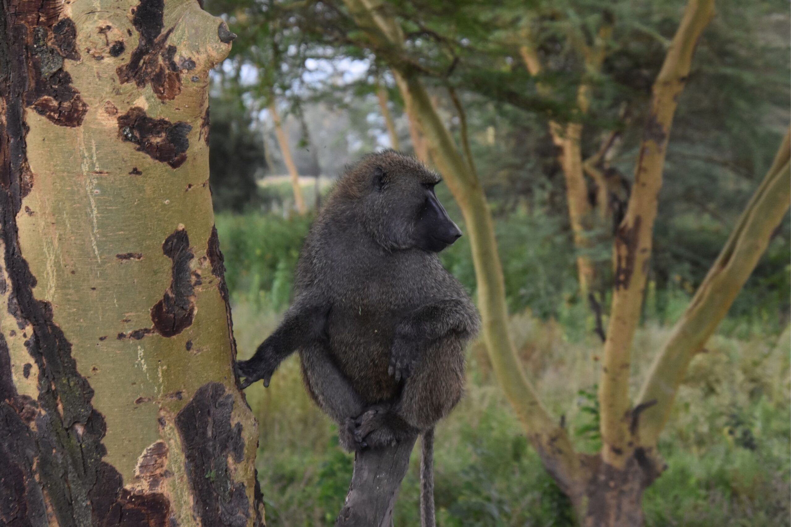 Lake Nakuru baboon