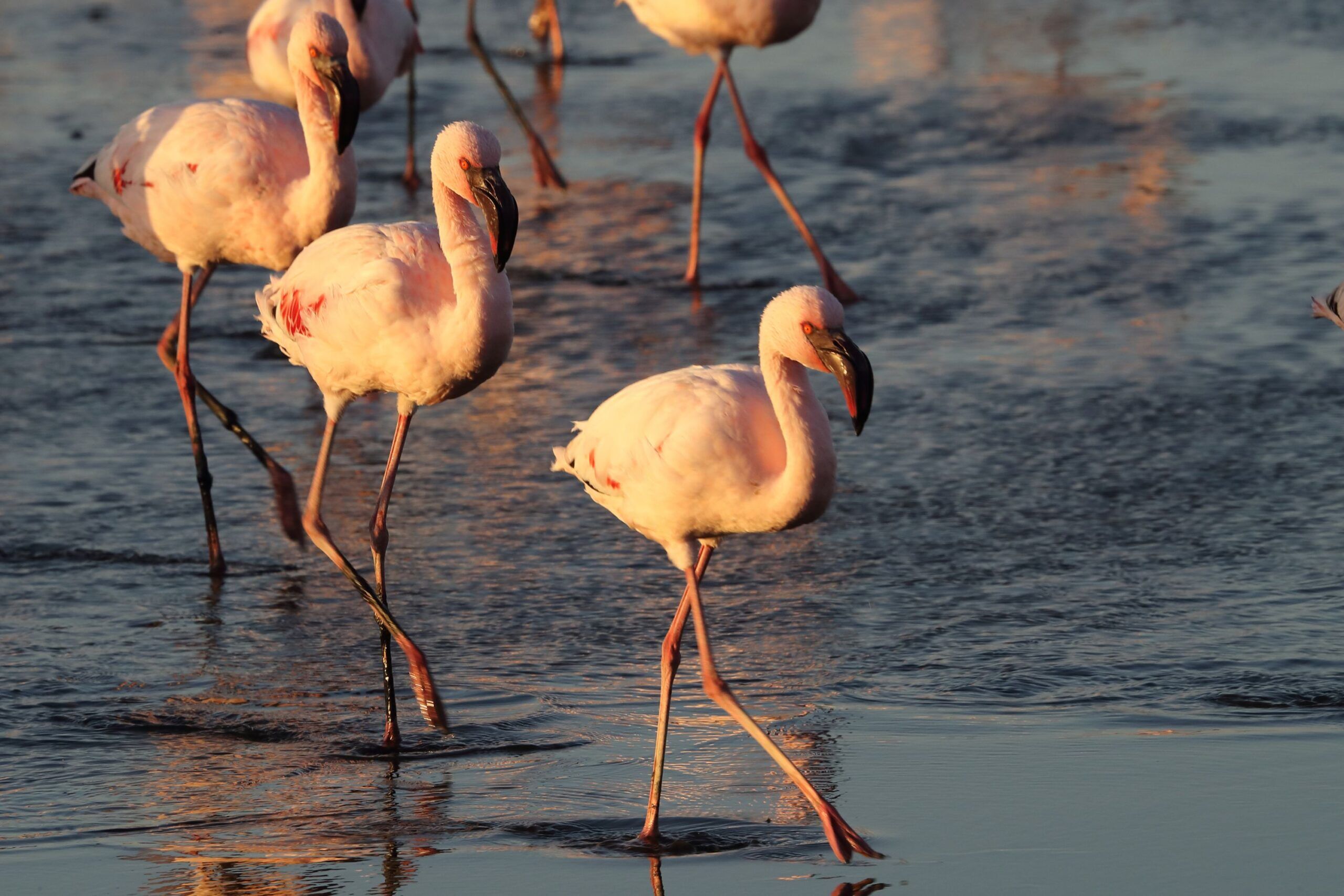 Lake Nakuru flamingo