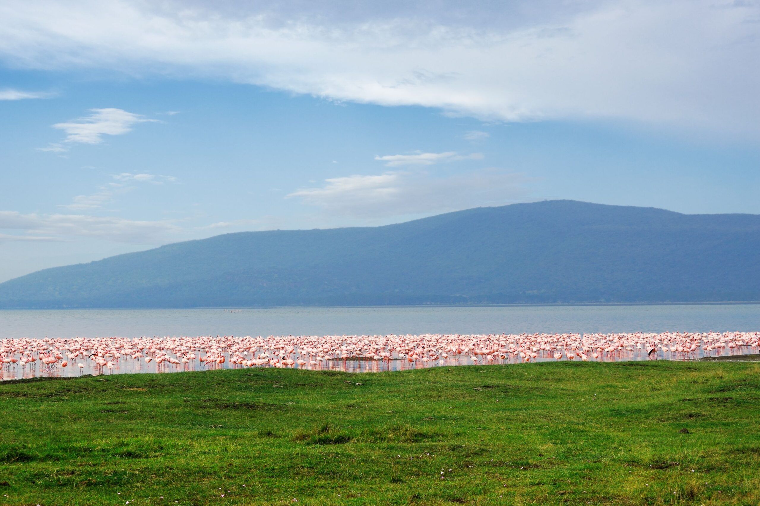 Lake Nakuru flamingo