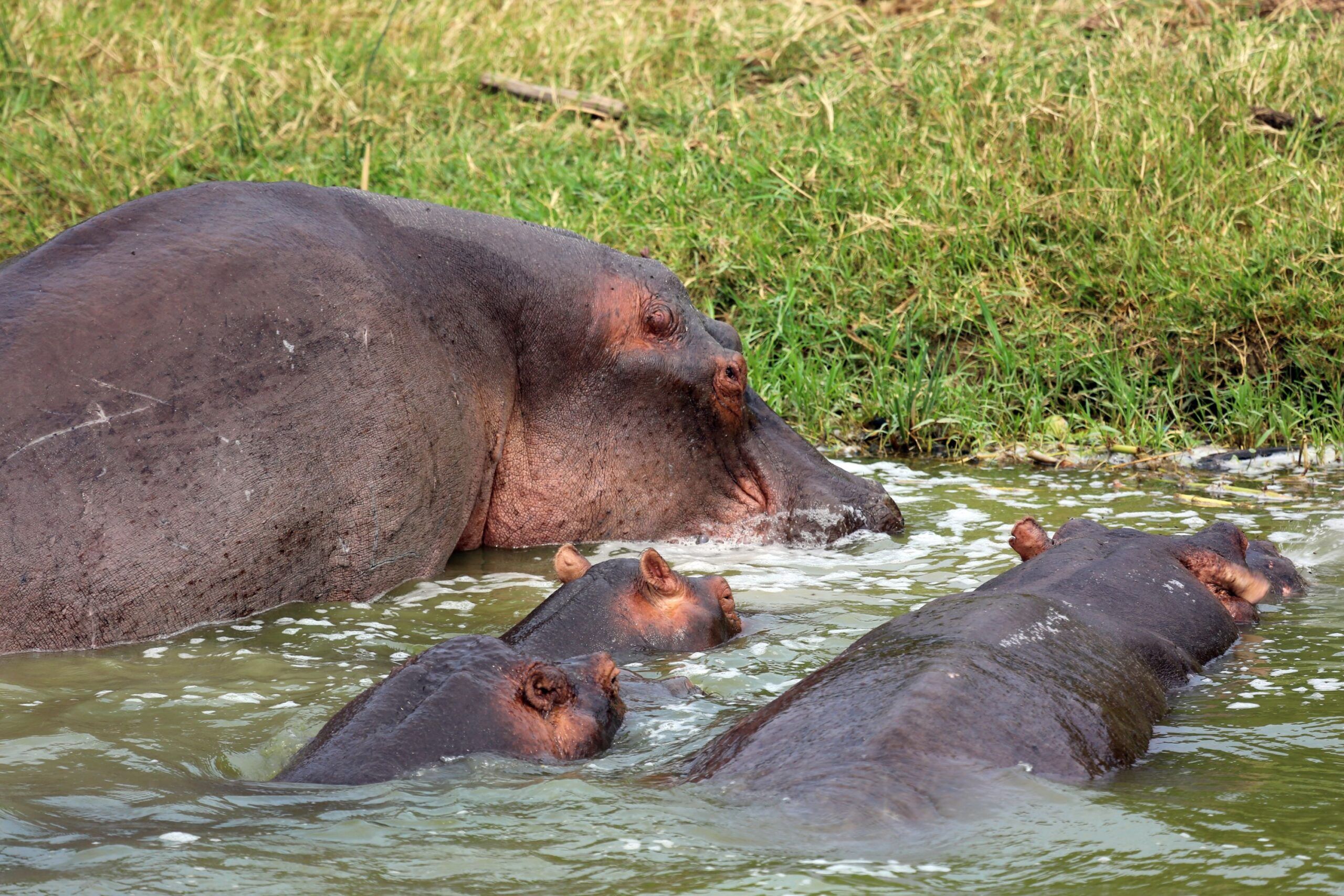 Queen Elizabeth National Park hippo