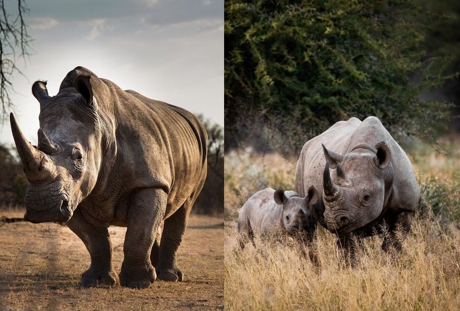 Rhino neushoorn