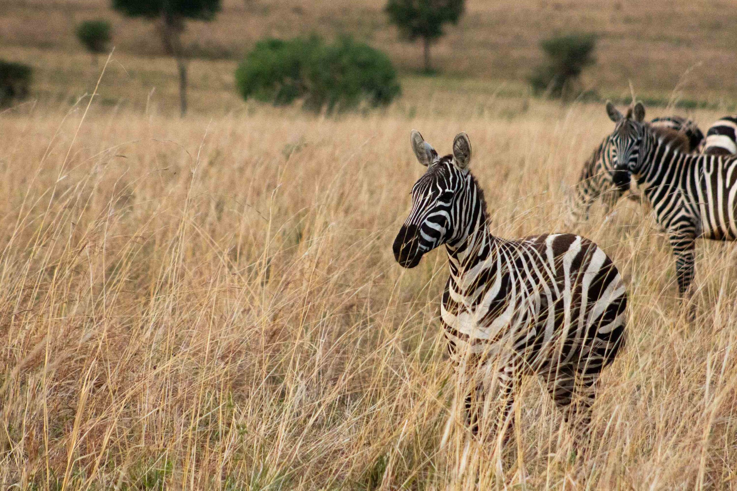 Kidepo Valley National Park zebra