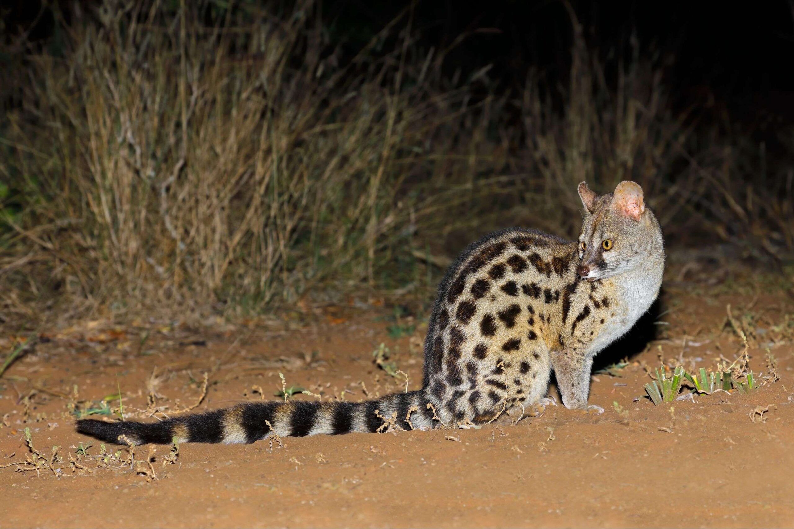 Nachtsafari
