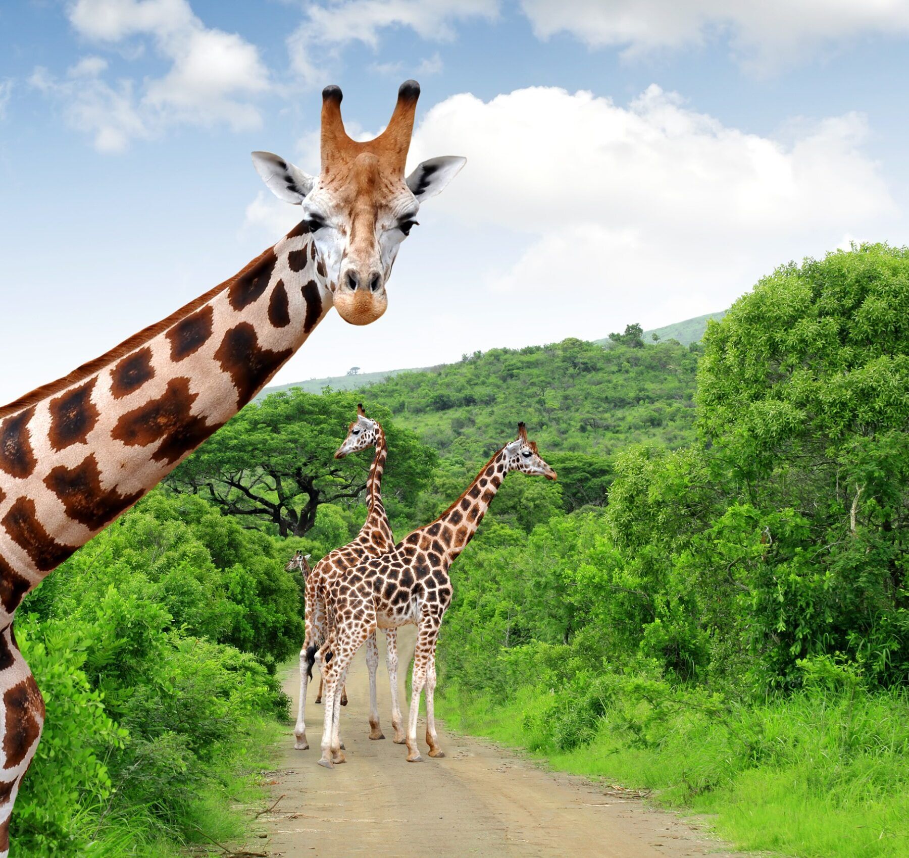 Drie giraffen op een weg tussen het groen