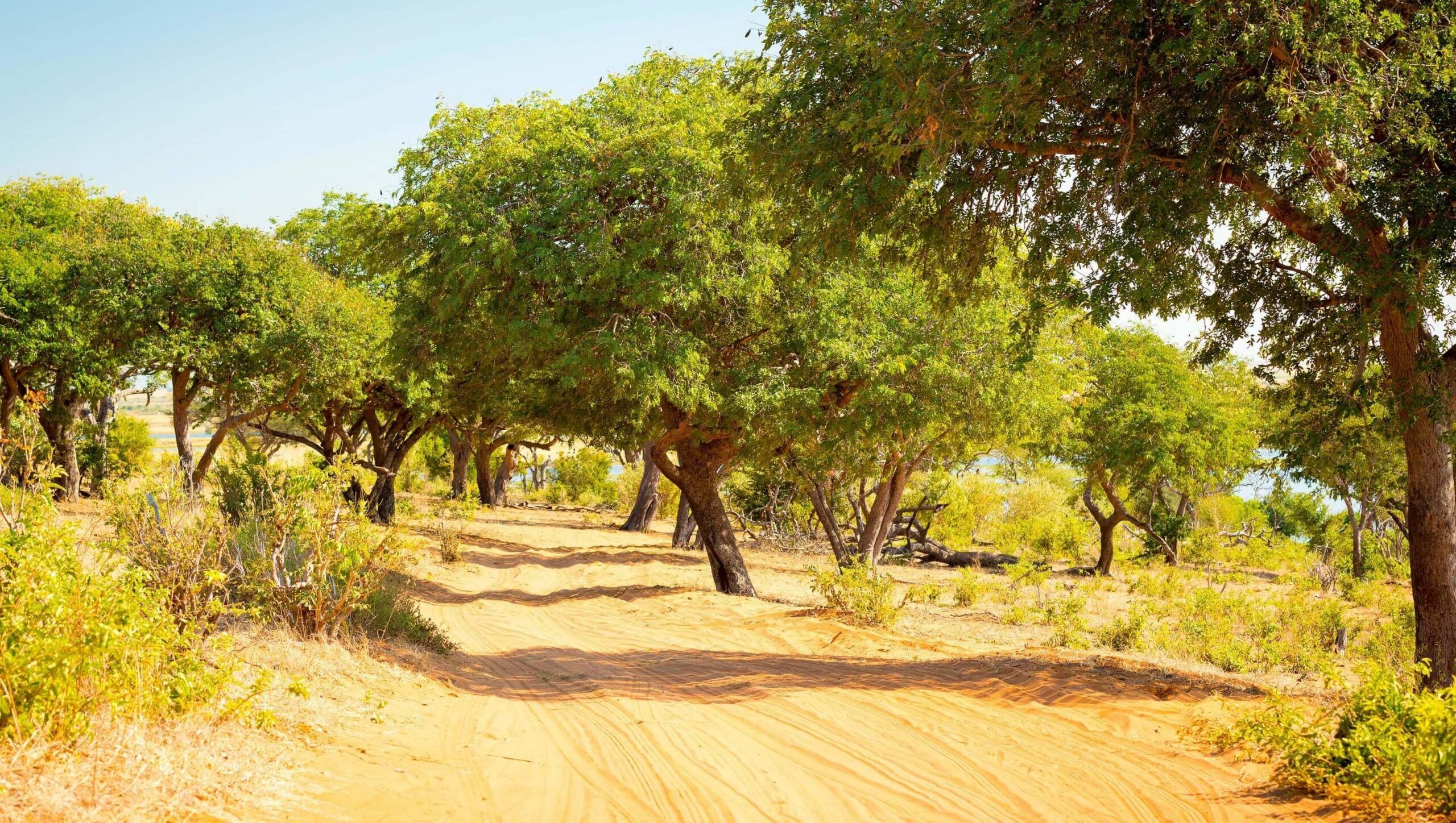 Drive from Chobe Riverfront to Savuti Marsh