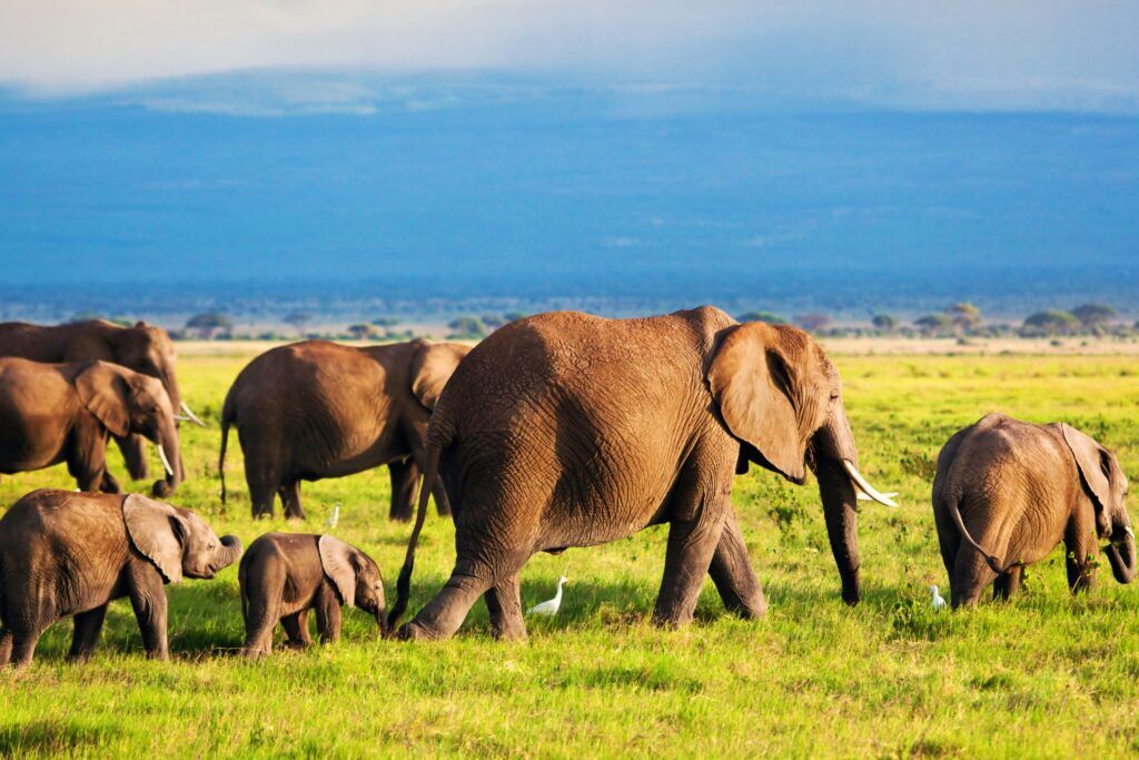 Kenia safari en strand Amboseli olifant