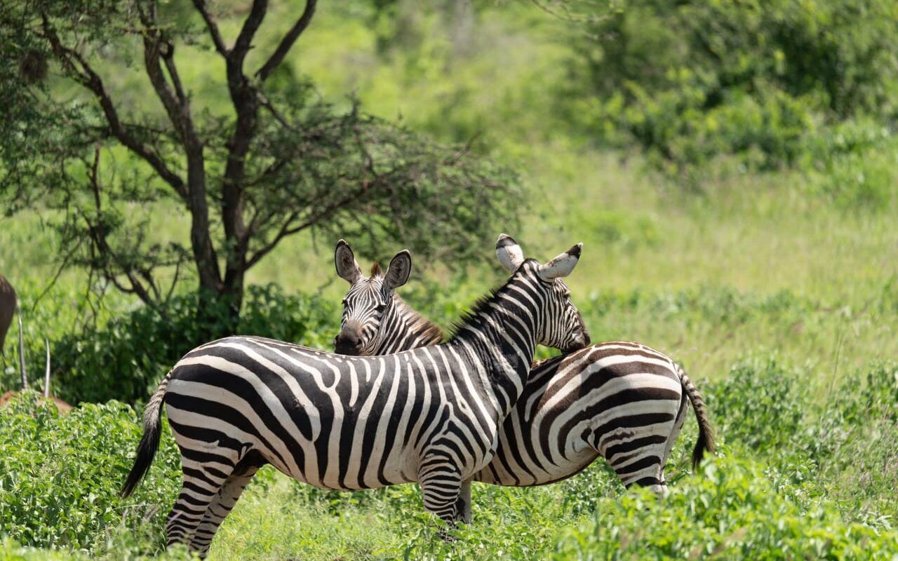 Afrika safari reizen