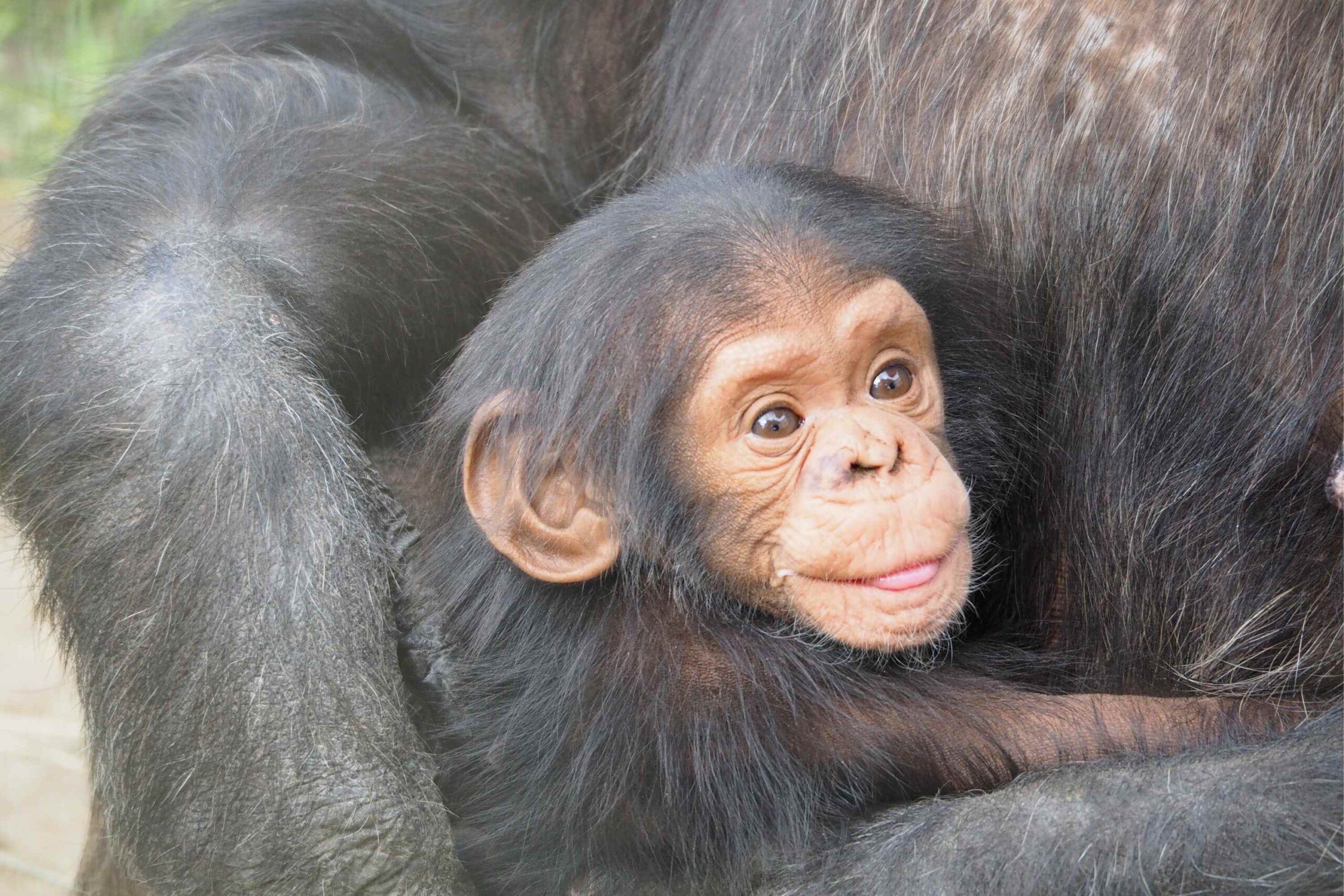 Chimpansee-trekking in Kibale National Park