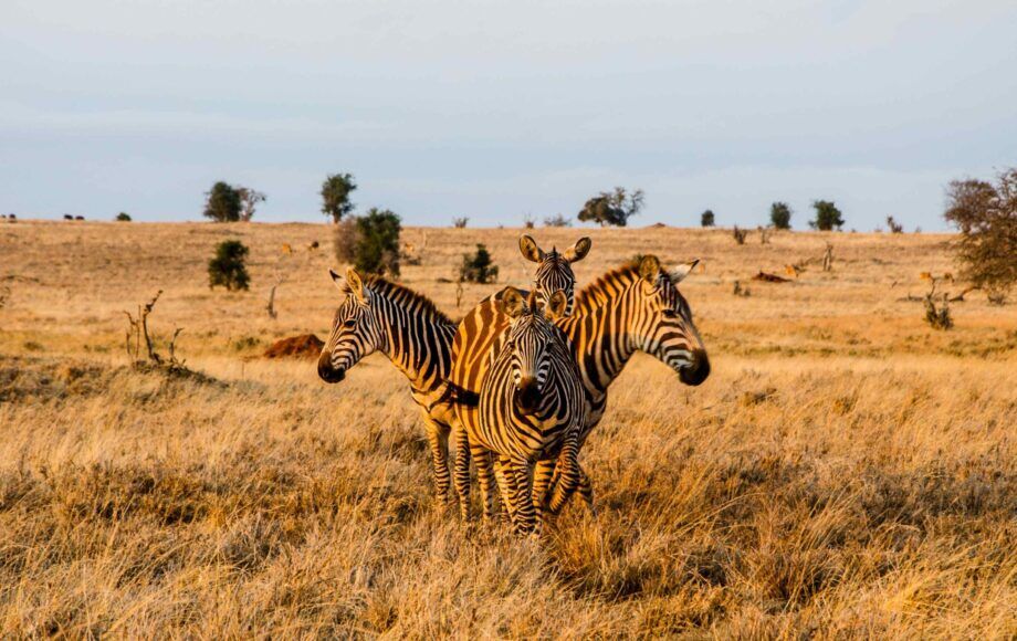 Vier zebra’s die in een cirkel staan tijdens het gouden uur in Tsavo West National Park, Kenia