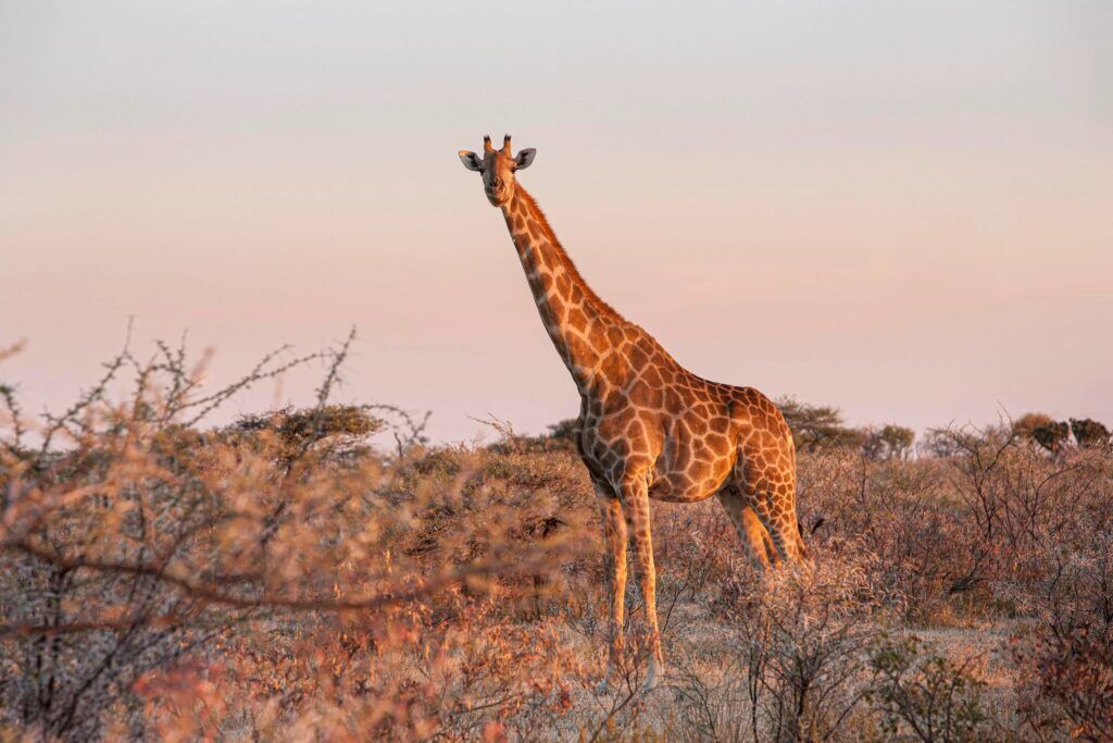Giraffe tijdens zonsondergang in Etosha National Park in Namibië