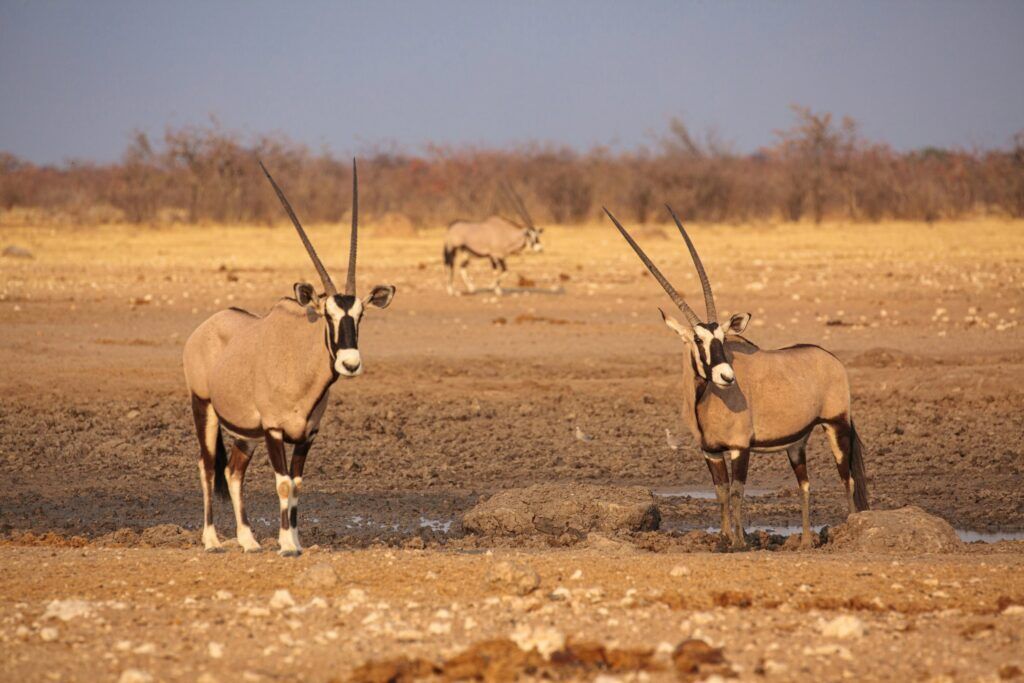 Oryx-antilopen bij een uitgedroogde waterpoel, Etosha National Park in Namibië