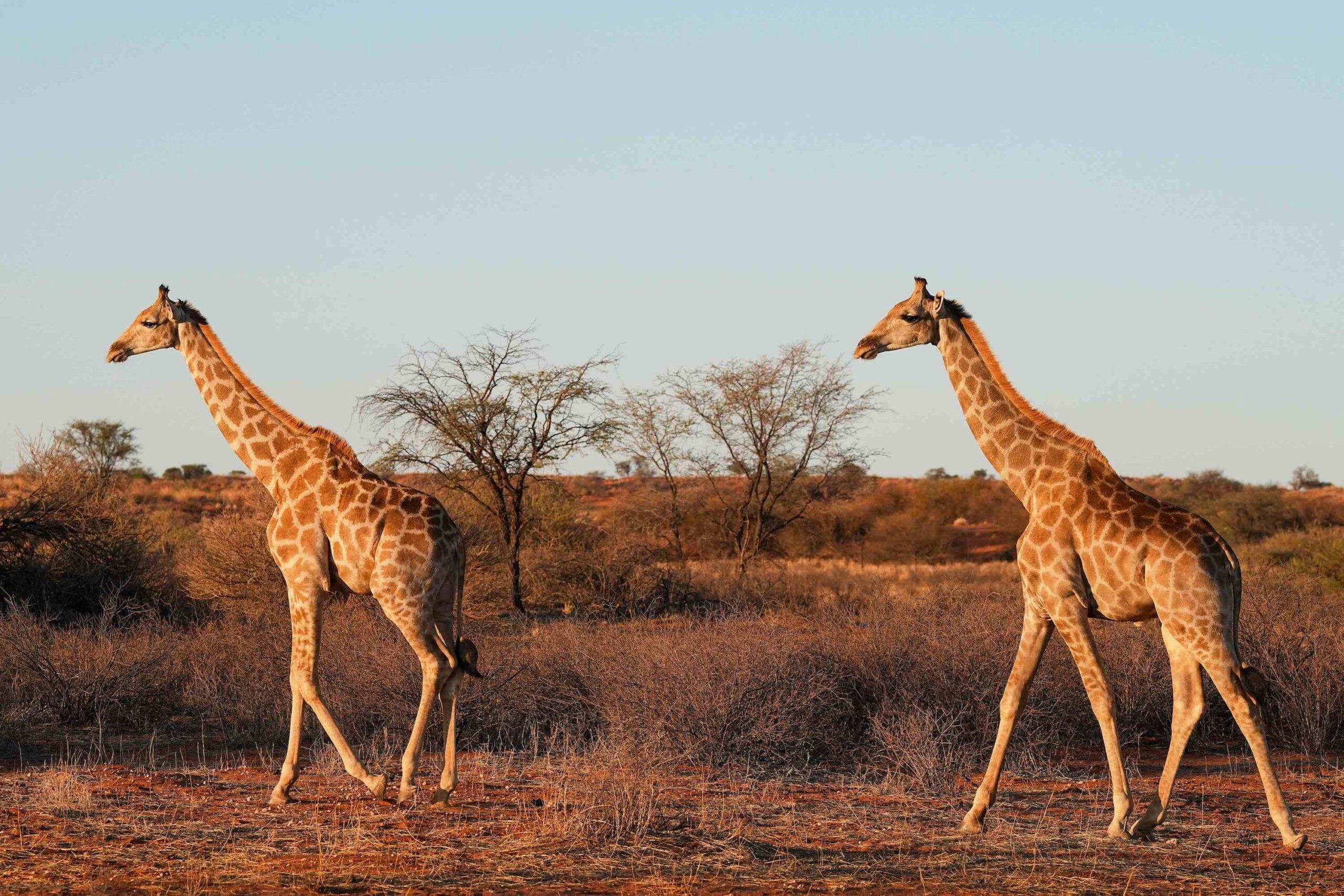 De Kalahari