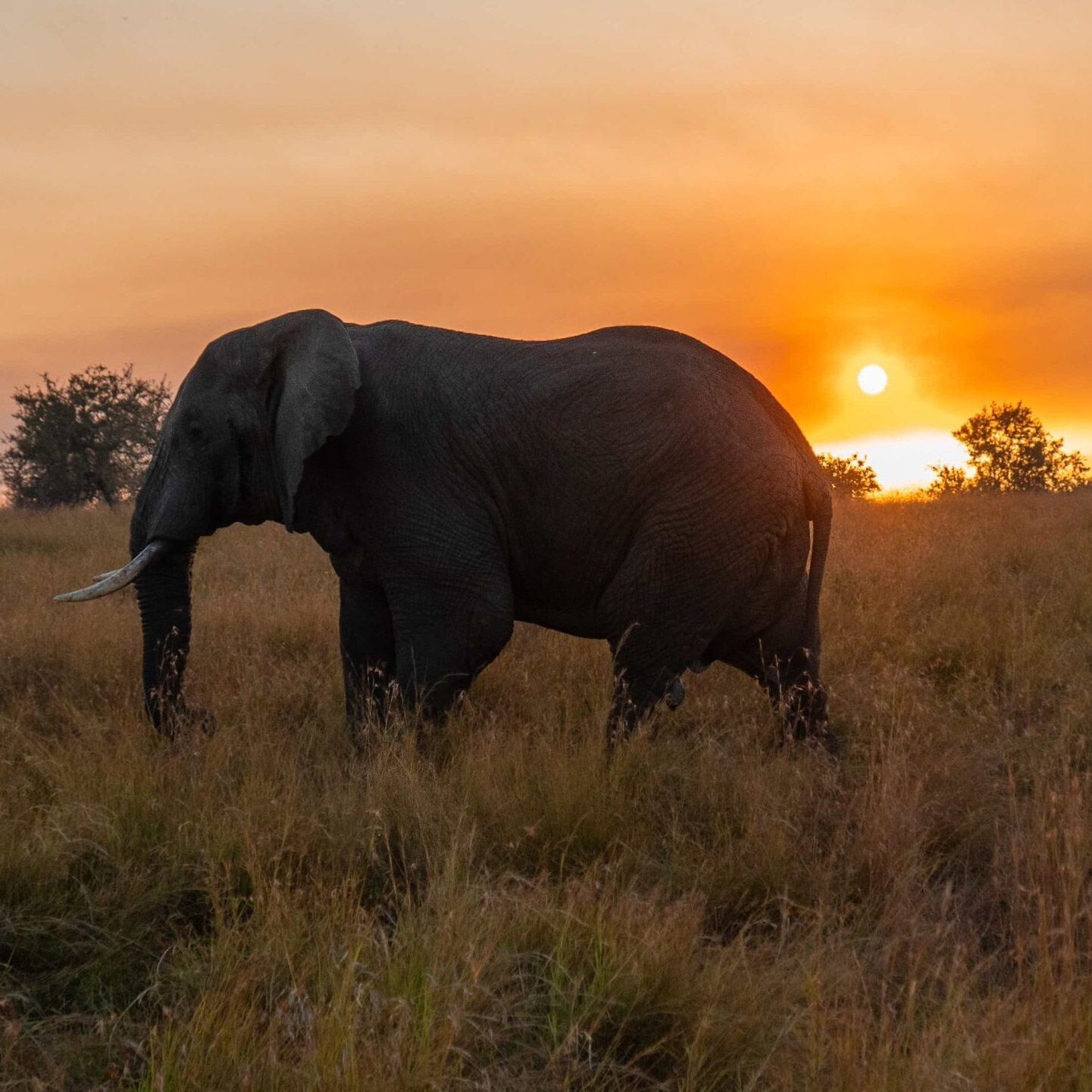 Olifant met op de achtergrond de zonsondergang