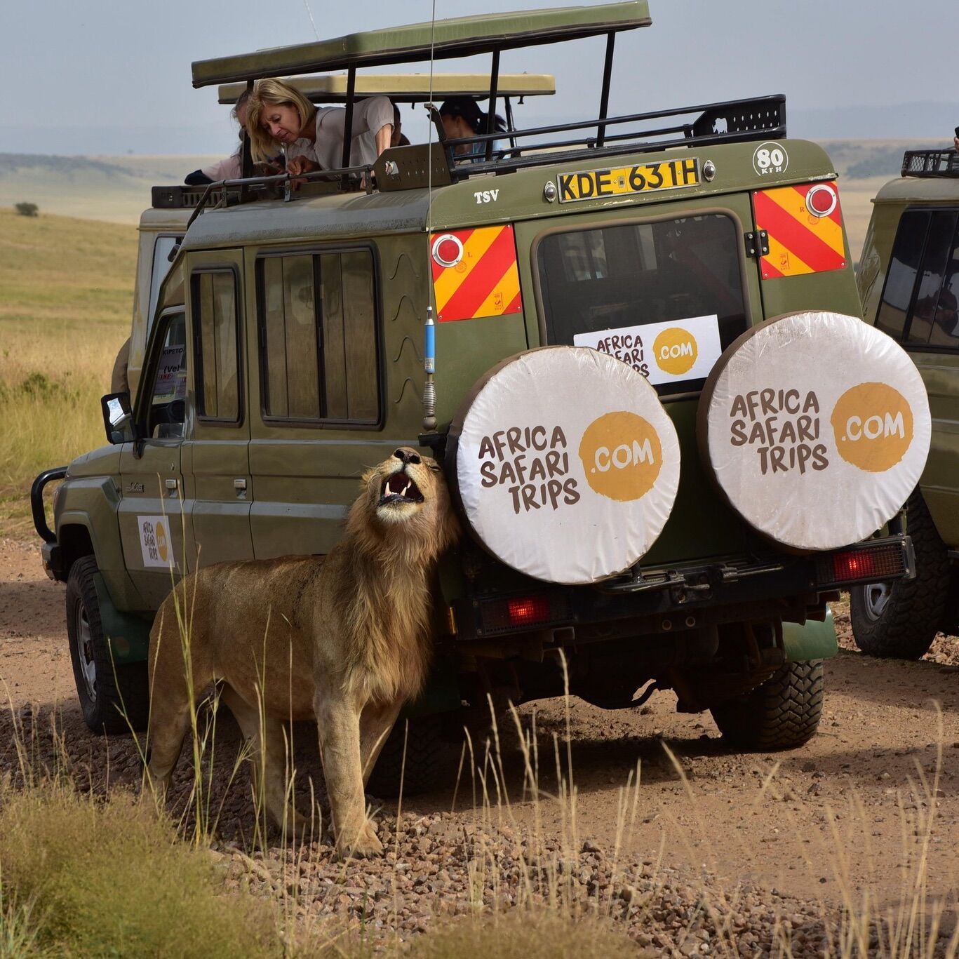 Safariwagen van Afrika Safari op de savanne in Tanzania, met een leeuw naast het voertuig en reizigers op het dak tijdens een safari door de Serengeti.