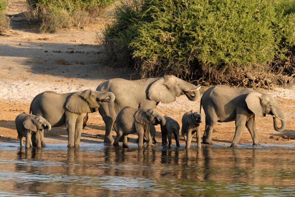 Kudde olifanten bij een rivier in Afrika