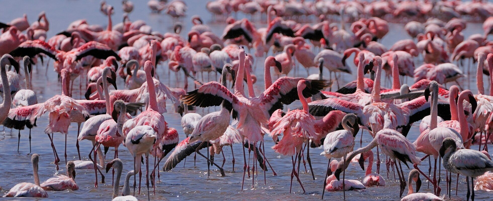 Greater flamingos wading through the shallow waters of Lake Nakuru National Park, Kenya, during sunrise, with reflections visible on the calm lake surface.