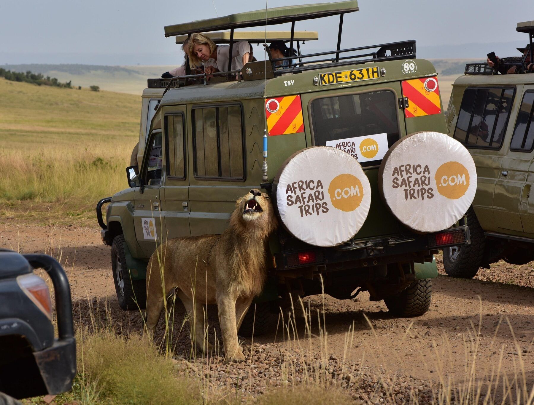 Jeep van Afrika Safari met daarvoor een leeuw