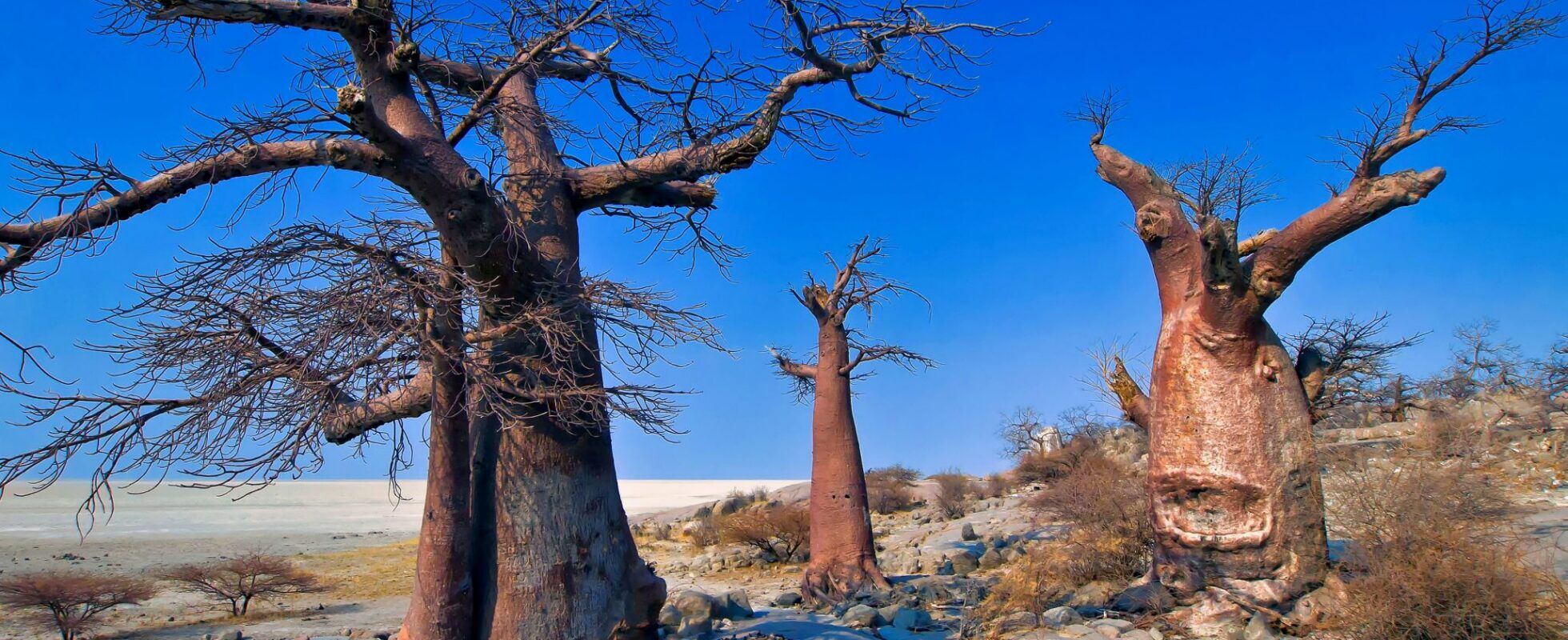 Three baobab trees in the Makgadikgadi Pans in Botswana with a blue sky
