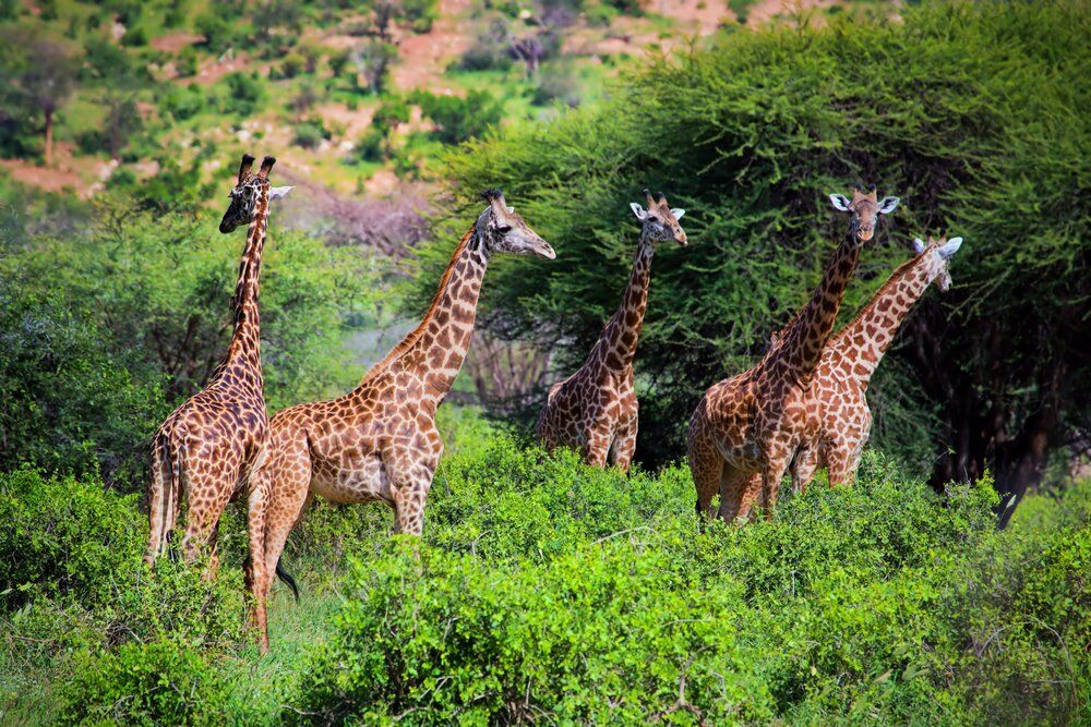 Safari Kenia