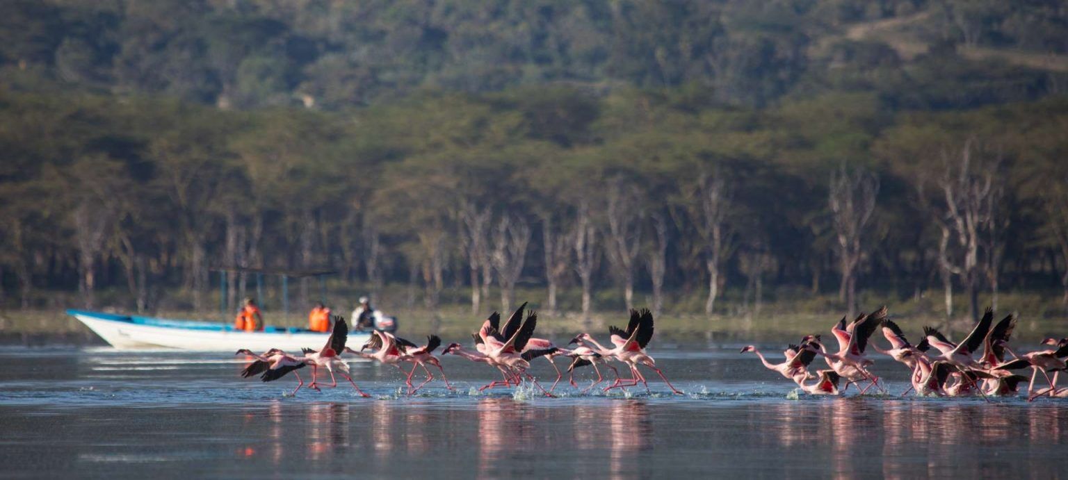 safari Kenia