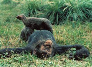 Chimp liggend in het gras