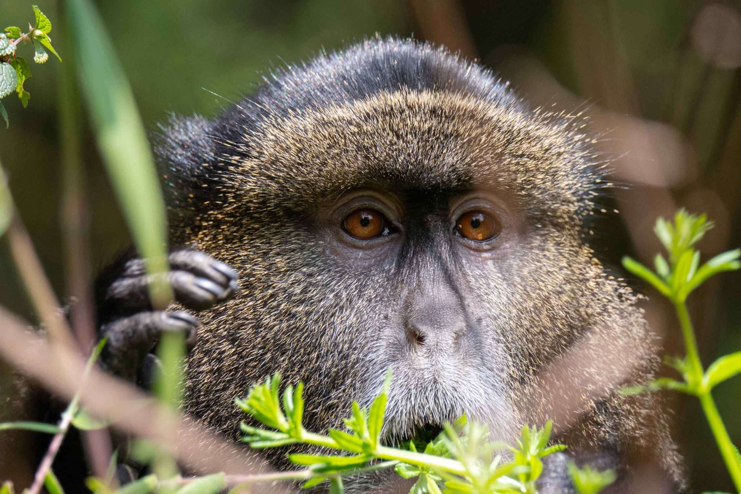 Mgahinga Gorilla National Park