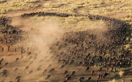Luchtfoto van de Grote Migratie in de Serengeti, waar duizenden gnoes in een lange stoet over de savanne trekken en stofwolken opwerpen tijdens hun jaarlijkse trektocht door Tanzania.