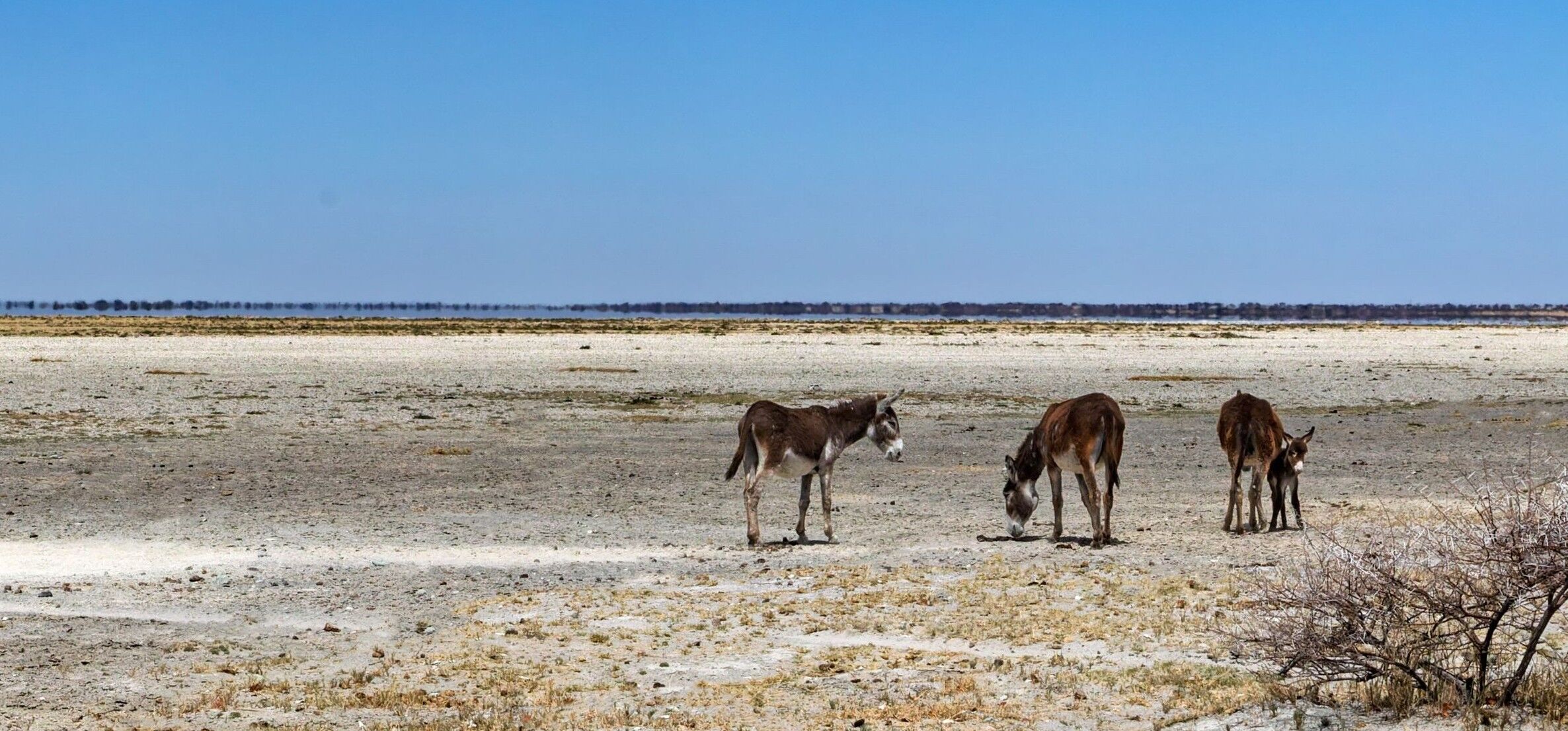 Makgadikgadi Pans National Park